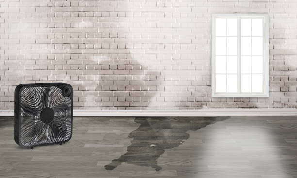 Best Professional water damage repair  in Erie, CO